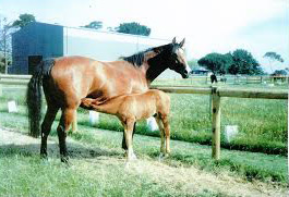 'Jesmond Dene' Horses Stud