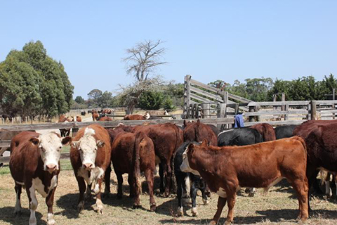 'Jesmond Dene' Cattle Stud