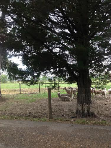 'Jesmond Dene' Alpacas – Geese - Sheep Stud