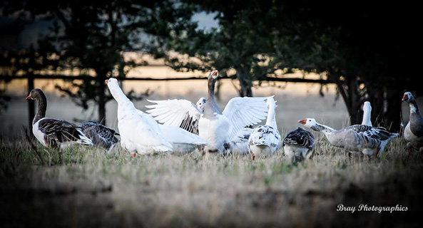 'Jesmond Dene' Alpacas - Geese - Sheep Stud