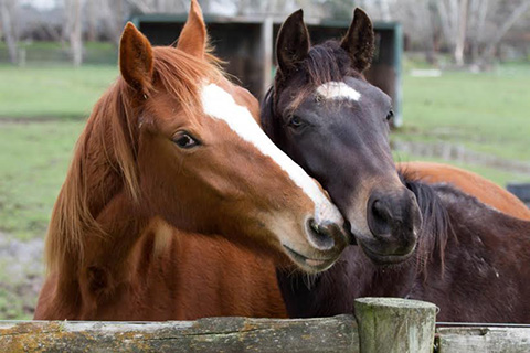 'Jesmond Dene' Horses