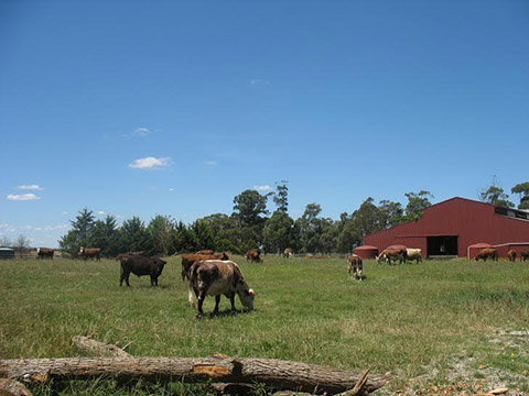 'Jesmond Dene' Cattle Stud